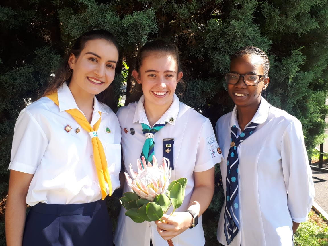 protea
